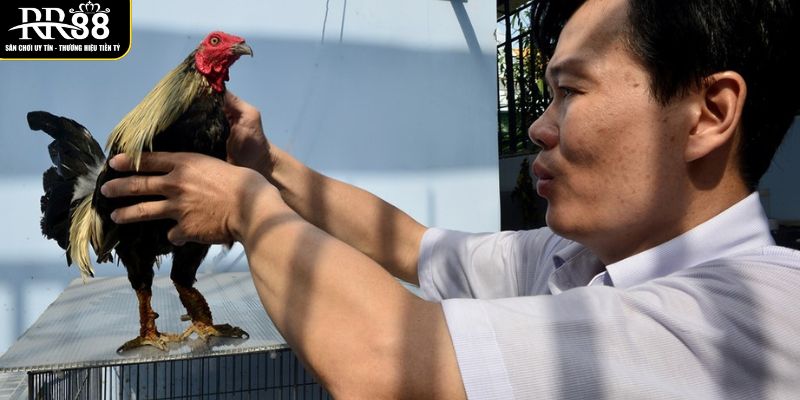 Gà Vảy Rồng - Giống Gà Chọi Được Săn Lùng Hiện Nay de-chon-ga-da-tot-can-co-du-hieu-biet