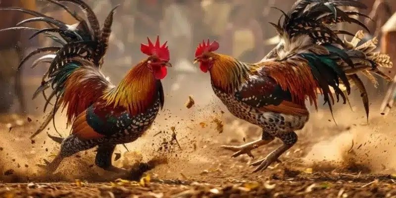 Đá Gà Thomo Trực Tuyến - Tụ Điểm Giải Trí Cá Cược Hàng Đầu Đá gà Thomo là sao?