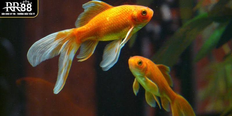 Mơ Thấy Cá - Ý Nghĩa Tâm Linh Và Những Con Số May Mắn nhung-con-28-82-la-lua-chon-phu-hop-khi-gap-giac-mong-nay