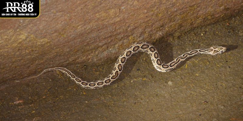 Mơ Thấy Rắn Là Điềm Gì? Dự Báo Xuất Hiện Trong Tương Lai thay-ran-chui-vao-nha-trong-mo