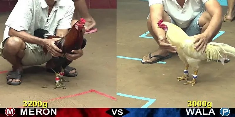 Đá Gà Thomo Trực Tuyến - Tụ Điểm Giải Trí Cá Cược Hàng Đầu Theo dõi đá gà Thomo trực tuyến